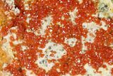 Red & Orange Vanadinite Crystals on Dolomite - Morocco #155413-1